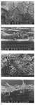 Fig. 5. Scanning-electron-microscope images of corrosion
                                    phenomena that occur on medieval glass simulation on model glass
                                    (magnification given below each image): (a) and (b) surface and
                                    cross-section of model glass MI after an hour's exposure to a 5%
                                    hydrochloric-acid solution; (c) and (d) surface and
                                    cross-section of model glass M1.0 after two weeks in the climate
                                    chamber, into which SO2 was introduced
                                    occasionally.