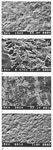 Fig. 6. Scanning-electron-microscope images of porous
                                    encrustations on MI model glasses after mechanical cleaning
                                    (magnification given below each image): cleaning with (a)
                                    bristle brush; (b) sandpaper; (c) glass-fibre brush; (d) steel
                                    wool.