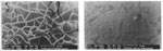 Fig. 8. Scanning-electron-microscope images of damage to MI
                                    model glass after immersion for one hour in EDTA or
                                    ammonium-carbonate solution (magnification given below each
                                    image).