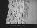 Fig. 21. Erfurt Cathedral sVI 6a. Electron-ray micro-analysis
                                image of a sample of glass used to test cleaning methods, showing
                                corrosion encrustation and the gel layer (magnification
                            500x).