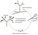 Fig. 12. The growth and self-propagation of moulds.