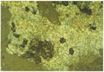 Fig. 13. Example of mould corrosion, historical glass from the convent
                            church at Haina, Hessen.