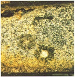 Fig. 29. Fungal colonies (Penicillium brevi
                                compactum) surrounded by halos of dampness on the corrosion
                            layer of a calcium-rich wood-ash glass (external face, relative humidity
                            45%, temperature 20°C).