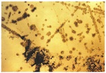 Fig. 3. Glass of type 2 with pitting (x50, light microscope, with
                            transmitted light).