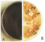 Fig. 32. (A) Fungal population on the internal face of the glass. (B)
                            Balanced microflora on the external face of the glass.