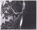 Fig. 4. Section through the gel layer of a glass sample suffering from
                            browning (electron microscope).