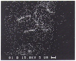 Fig. 5. Manganese distribution in the section through the gel layer
                            (see fig. 4).