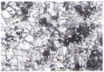 Fig. 6. Surface of a model glass after 28 days of weathering (x100,
                            light microscope, raking light).